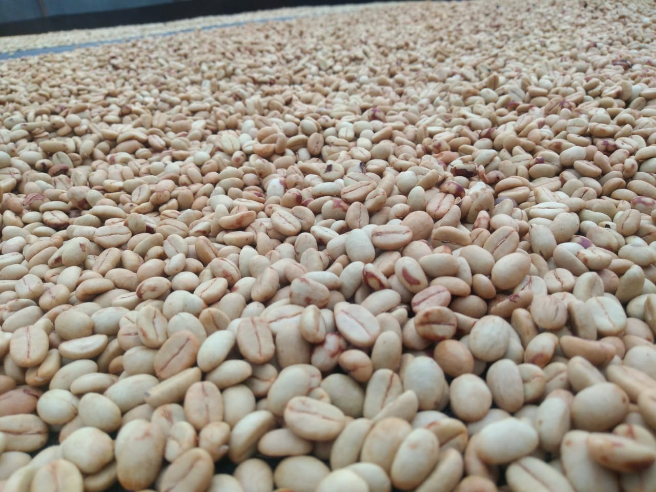 ** GREEN COFFEE BEANS ** Huila El Bombo Women group Excelso EP Organic 900g