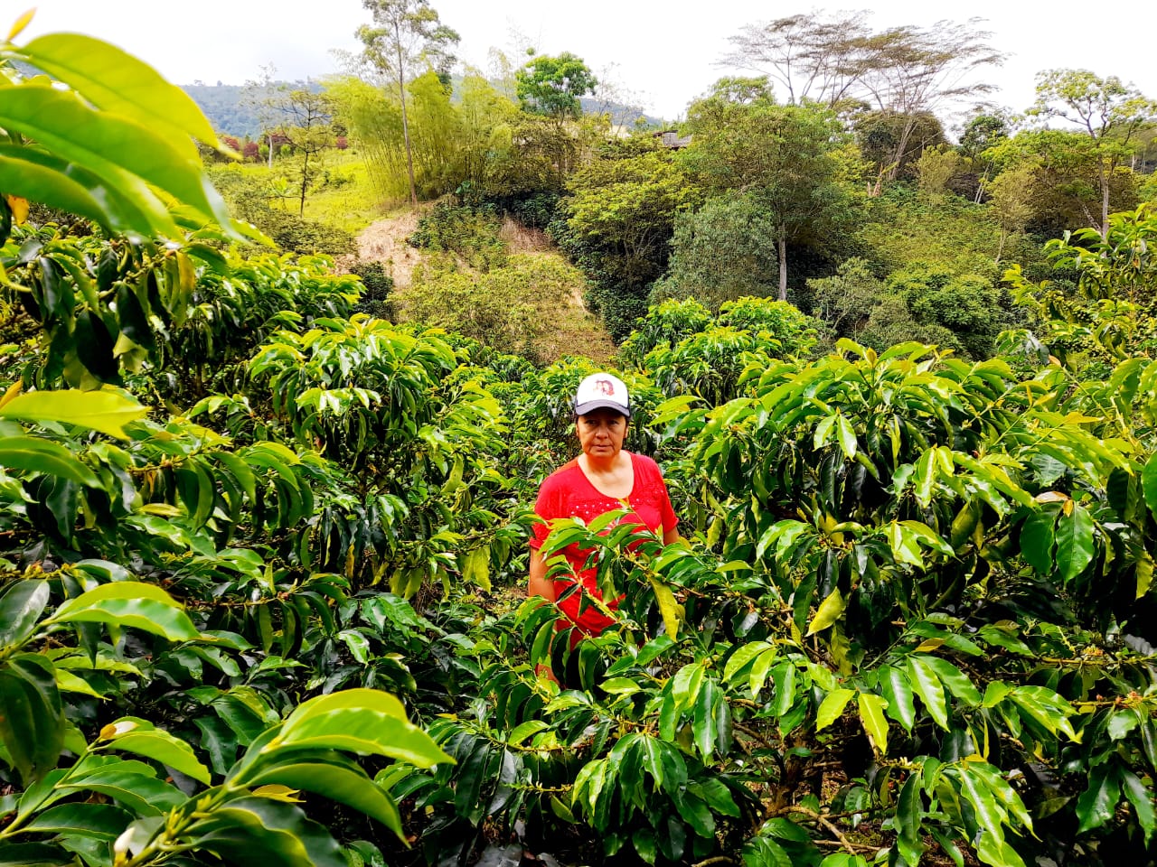 ** GREEN COFFEE BEANS ** Huila El Bombo Women group Excelso EP Organic 900g