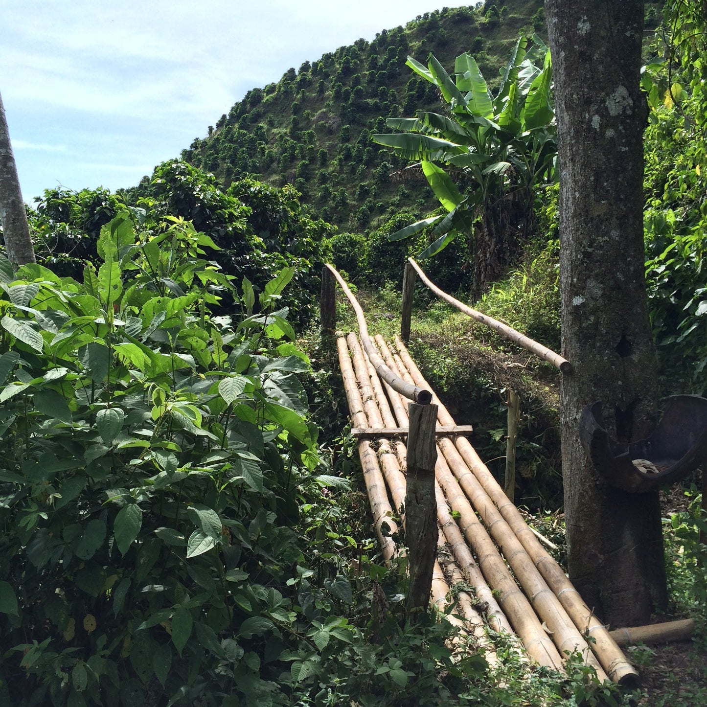 Colombia El Buho Decaf