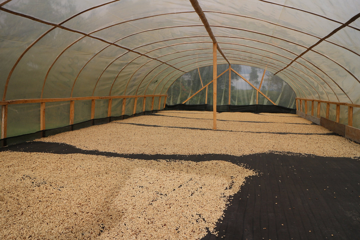 ** GREEN COFFEE BEANS ** Huila El Bombo Women group Excelso EP Organic 900g